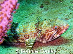Lizardfish seen at Tobago June 2007.  Photo taken with a ... by Bonnie Conley 